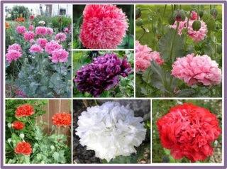 collage of double mixed peony poppy flowers in red, pink, white, purple from seeds