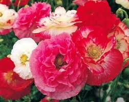 Shirley Double Peony Poppy