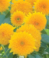 Teddy Bear Sunflowers