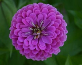 Purple Prince Zinnia Seeds