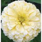 White Polar Bear Zinnia