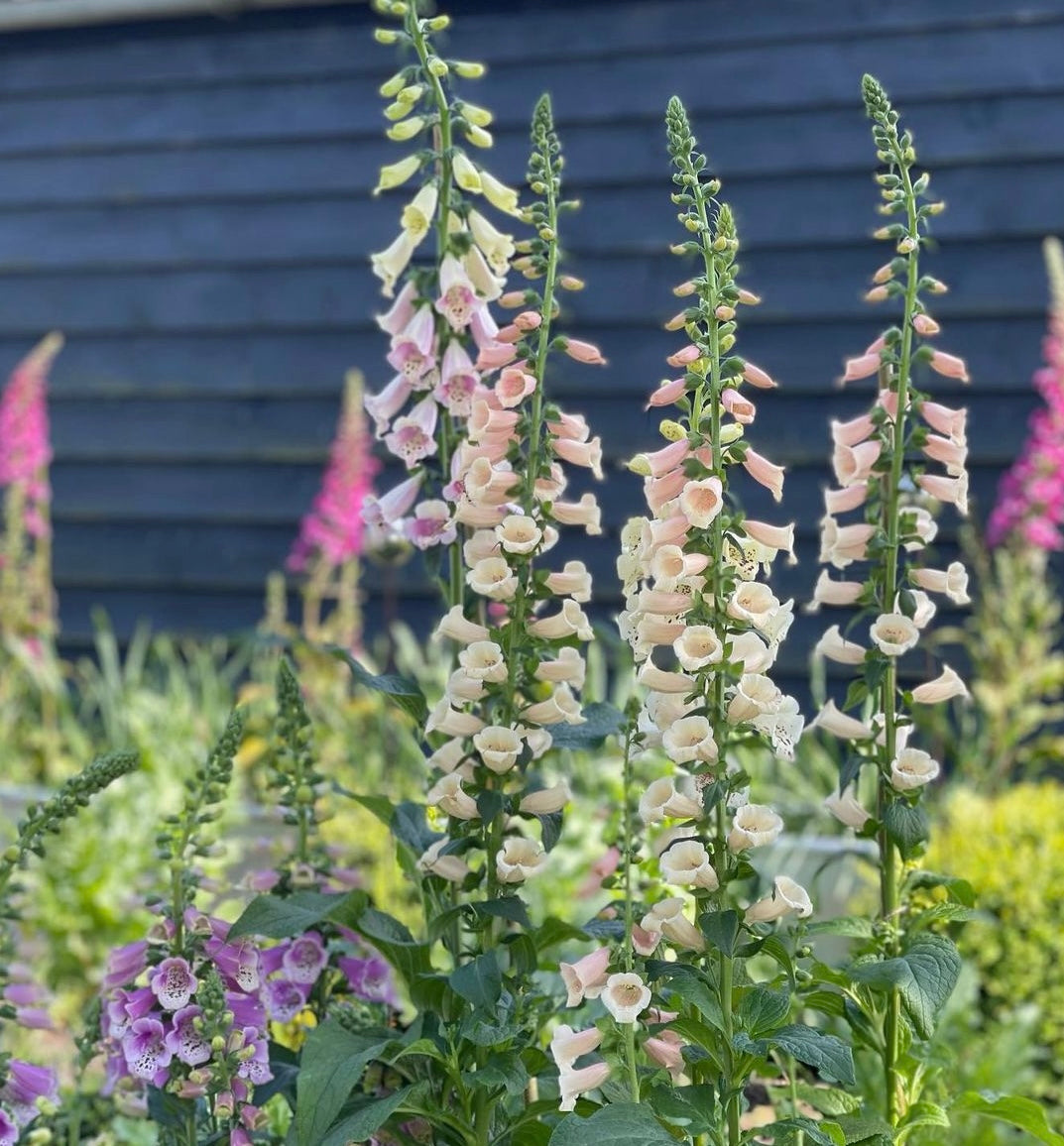 Excelsior Mix Foxglove blooms in purple, peach, pink and white