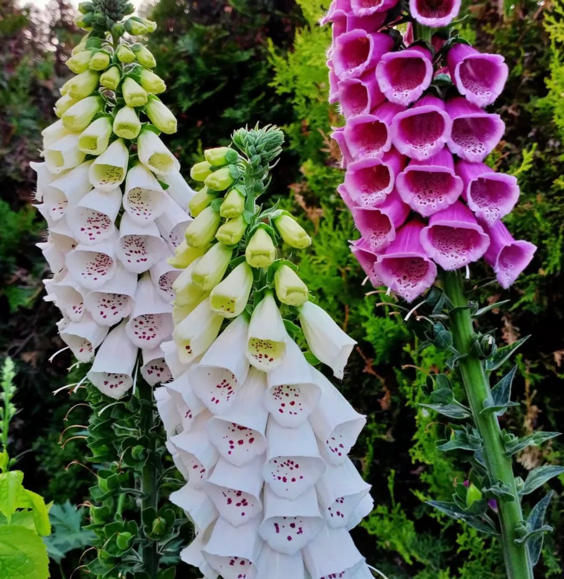 Excelsior Mix Foxglove flower blooms in white and purple