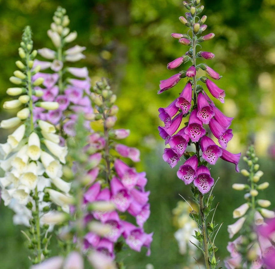 purple Excelsior Mix Foxglove blooms in white and purple 