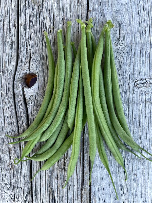 french tavera bush bean heirloom seeds