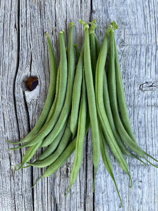 french tavera bush bean heirloom seeds