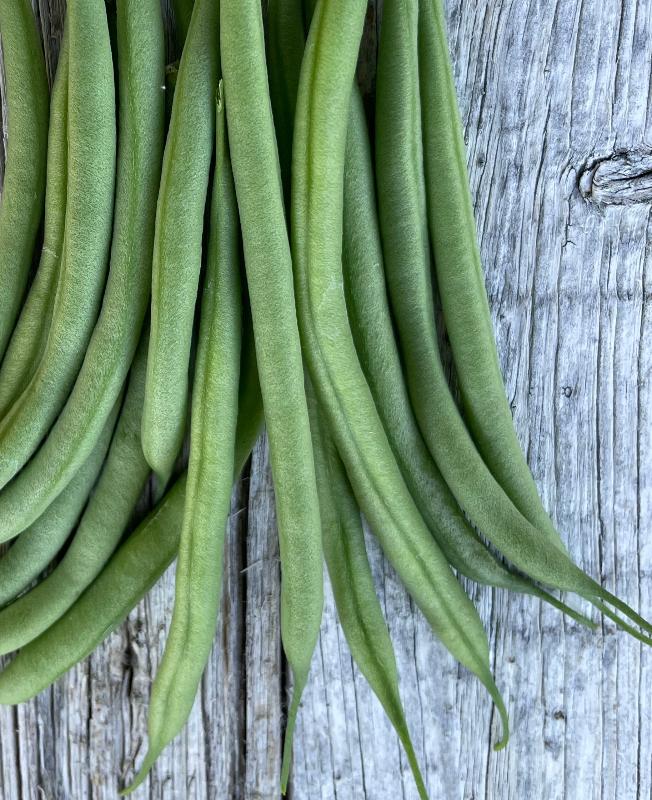 french tavera bush heirloom green bean seeds