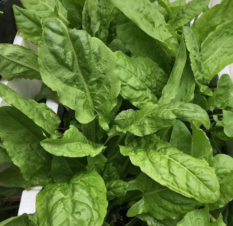 French Sorrel Heirloom Greens Seeds