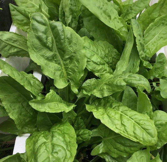 French Sorrel Heirloom Greens Seeds