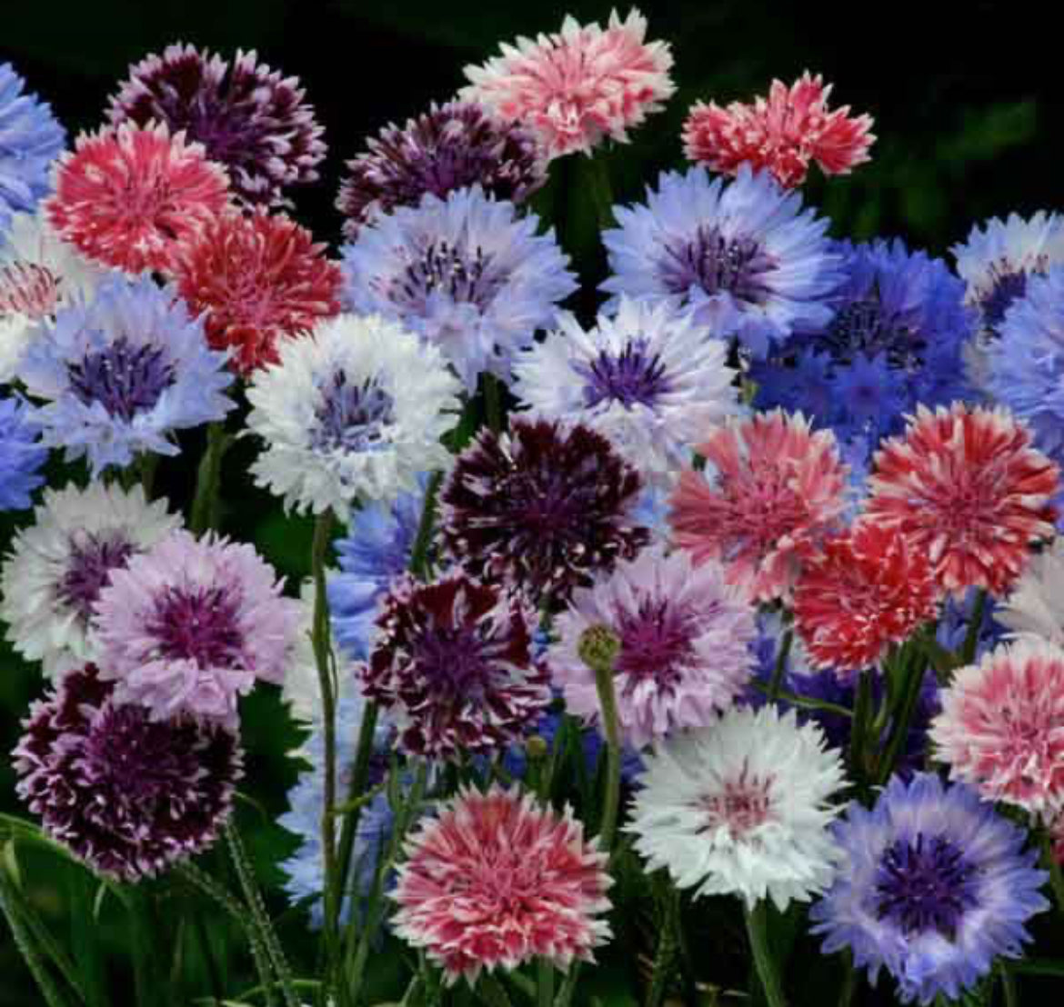 mix of colorful blooms in white, lavender, pink, red, blue and purple