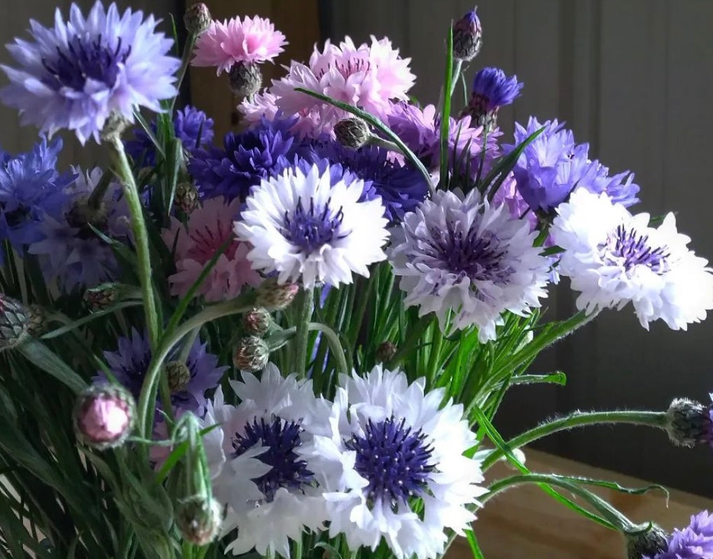 mix of colorful blooms in white, lavender, pink, and purple