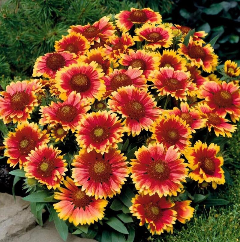 Gaillardia- Blanket Flower Seeds