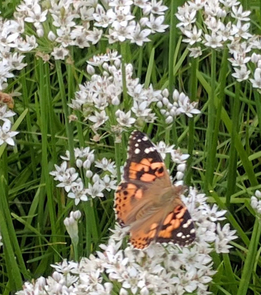 garlic chives with white flowers