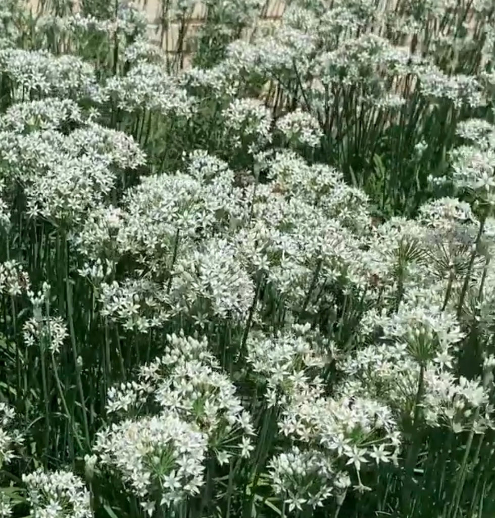 garlic chives with flowers from seeds