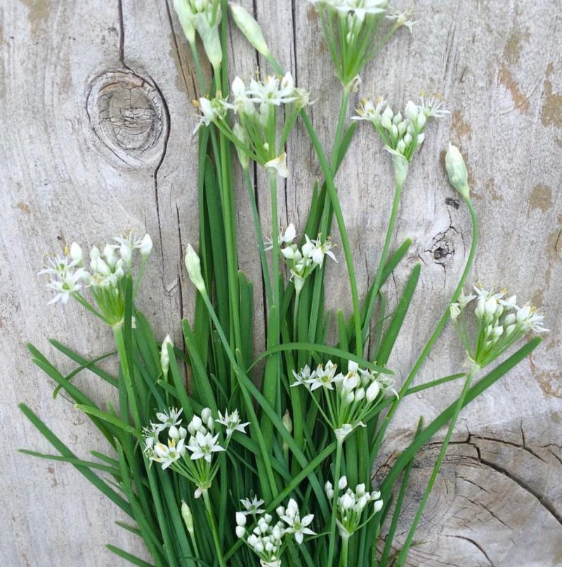 garlic chives seeds