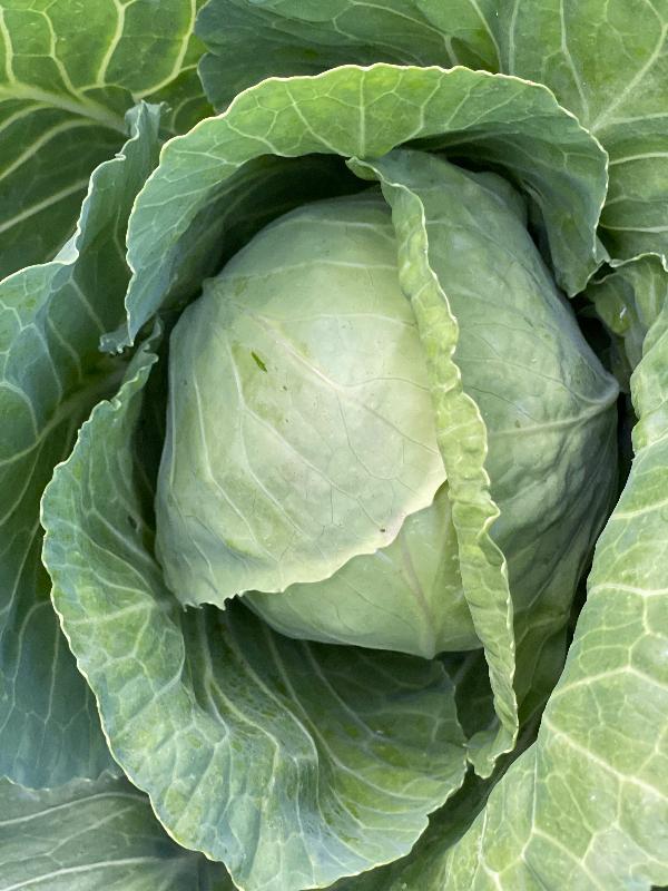 golden acres green cabbage heirloom head