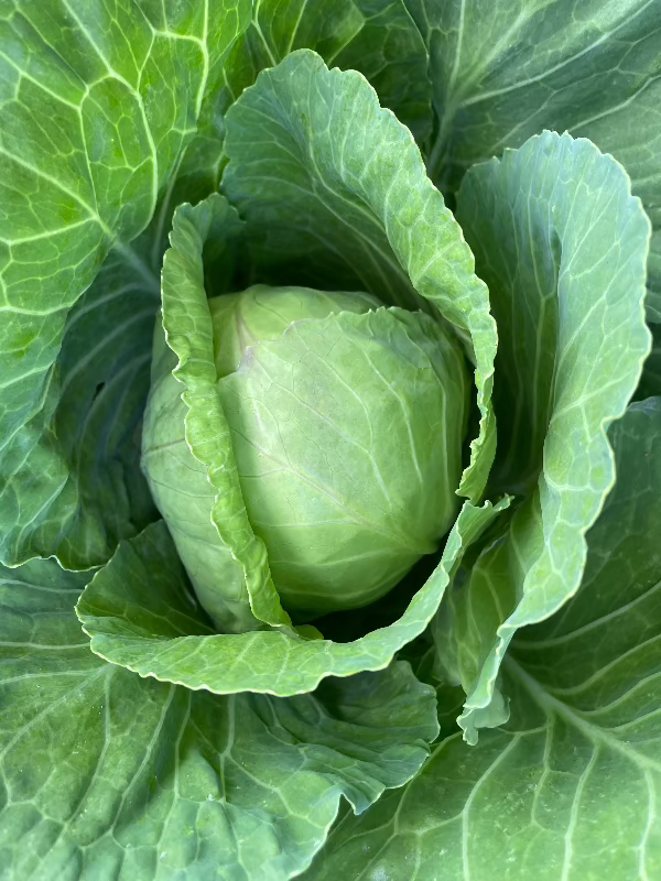 golden acres green cabbage head