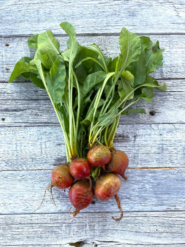 golden beet heirloom seeds