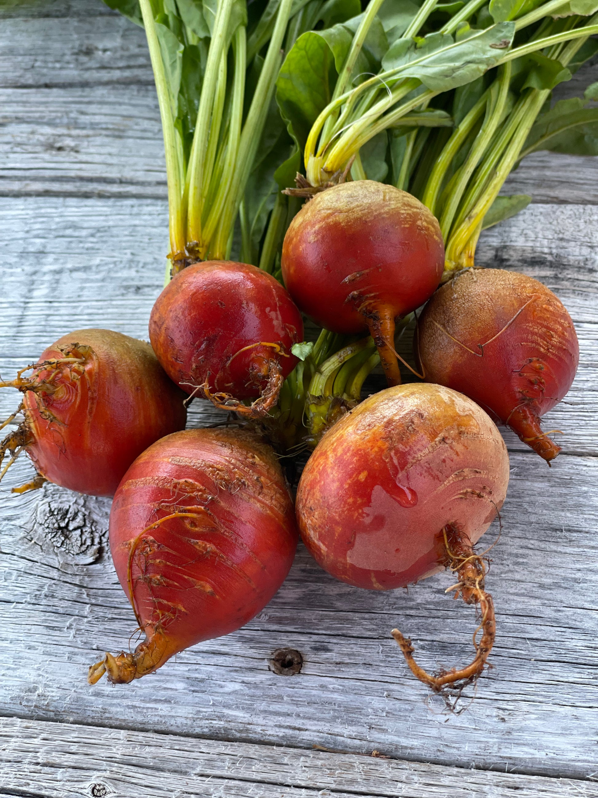 golden beet heirloom seeds detail