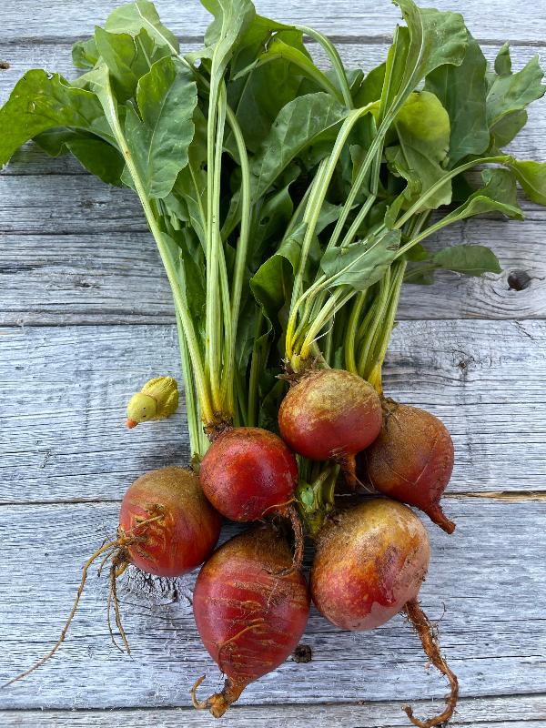 golden beet heirloom seeds