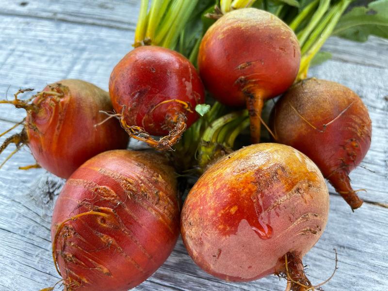 golden beet heirloom seeds closeup