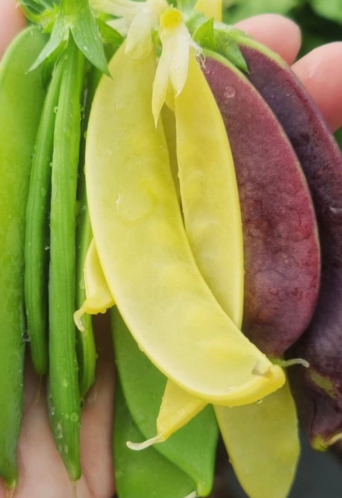 golden pea seeds