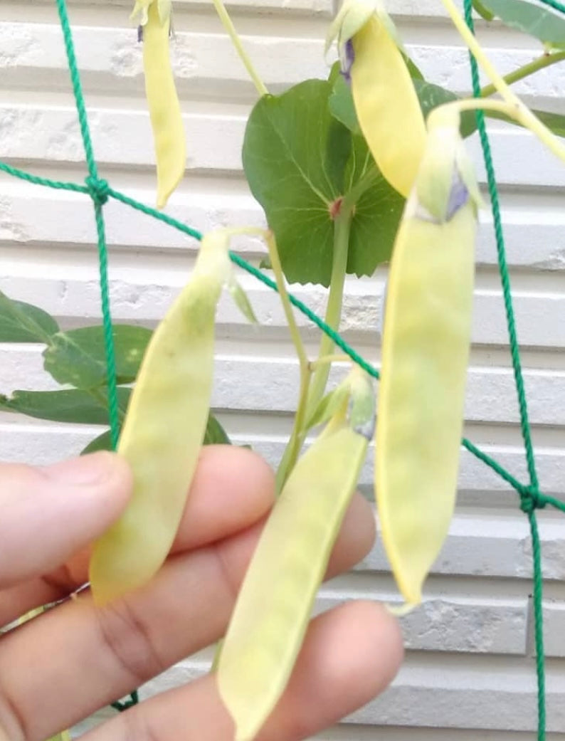 golden pea seeds