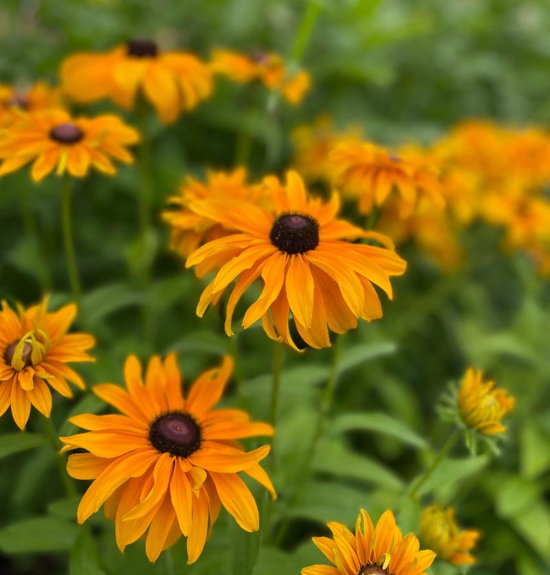 goldilocks rudbeckia flower seeds