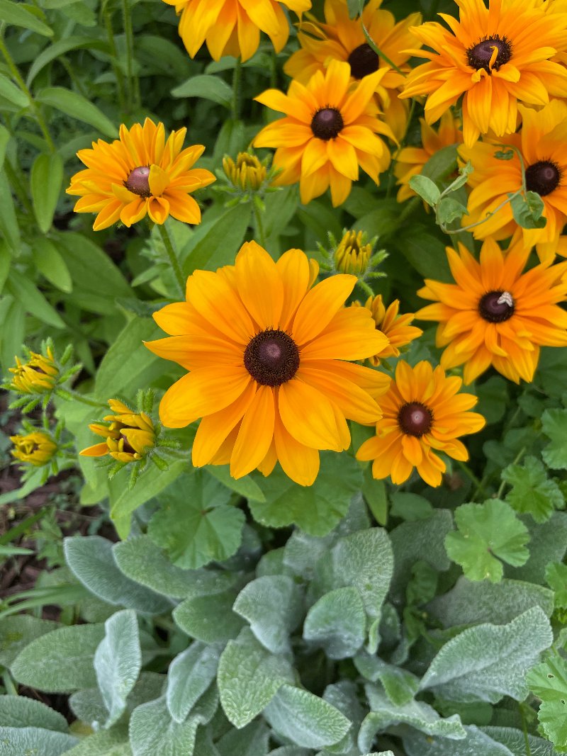 goldilocks rudbeckia flower seeds