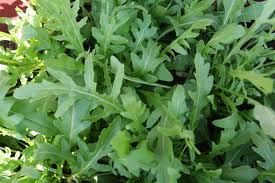 green rocket arugula leaves produced from seeds