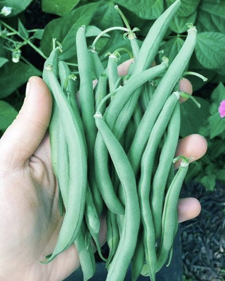 Kentucky Wonder Pole Bean Seeds