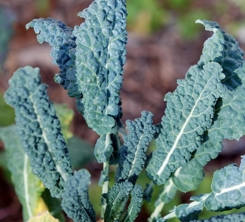 Lacinato Heirloom Kale Seeds