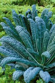 Lacinato Heirloom Kale Seeds