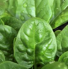 Verdil Spinach