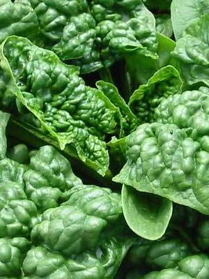 Bloomsdale spinach with green rippled leaves from new earth seeds