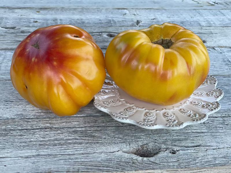 two hawaiian pineapple heirloom tomatoes, heirloom seeds