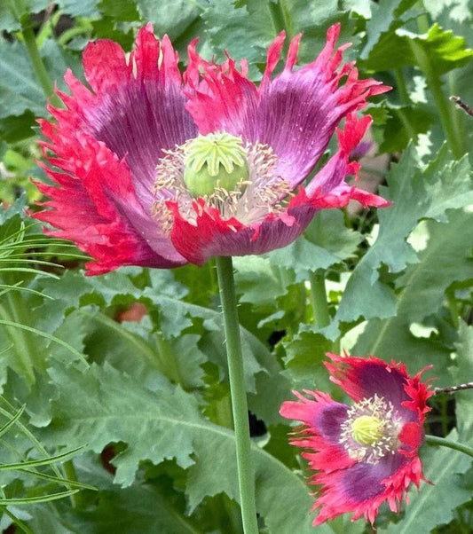 Hens and Chicks Poppy seeds