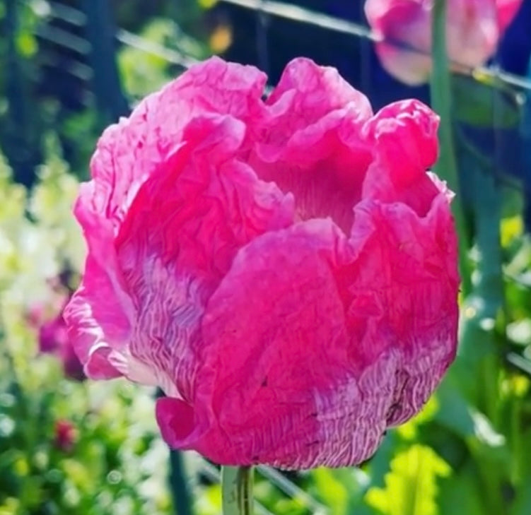 Hens and Chicks Poppy seeds