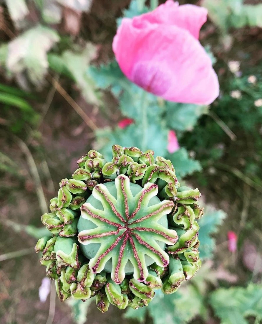 Hens and Chicks Poppy seeds