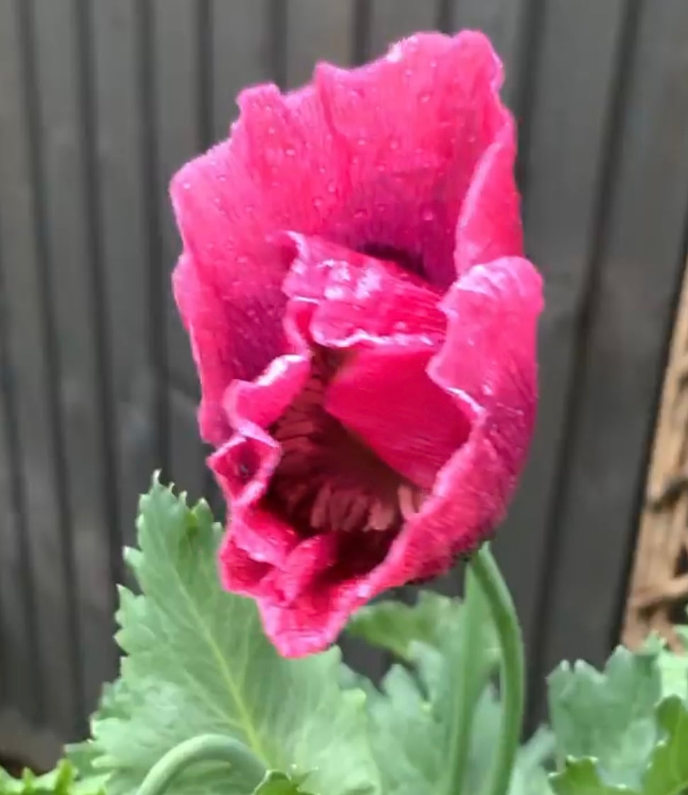 Hens and Chicks Poppy seeds