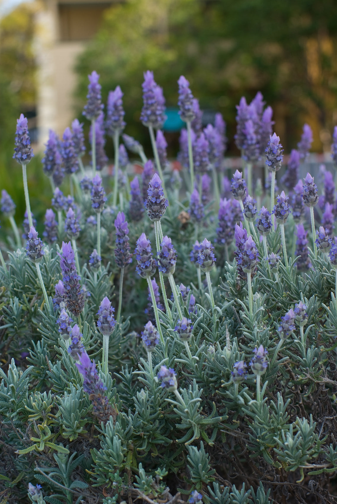 photo of english lavender blooms and plant