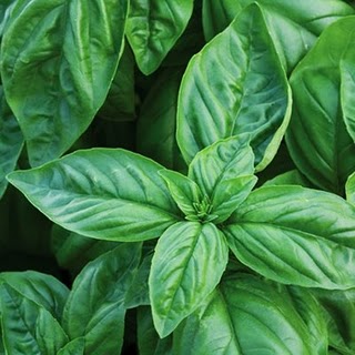 genovese basil seeds