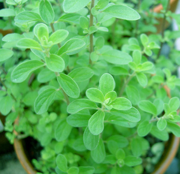 Sweet Marjoram | Heirloom Herb Seeds