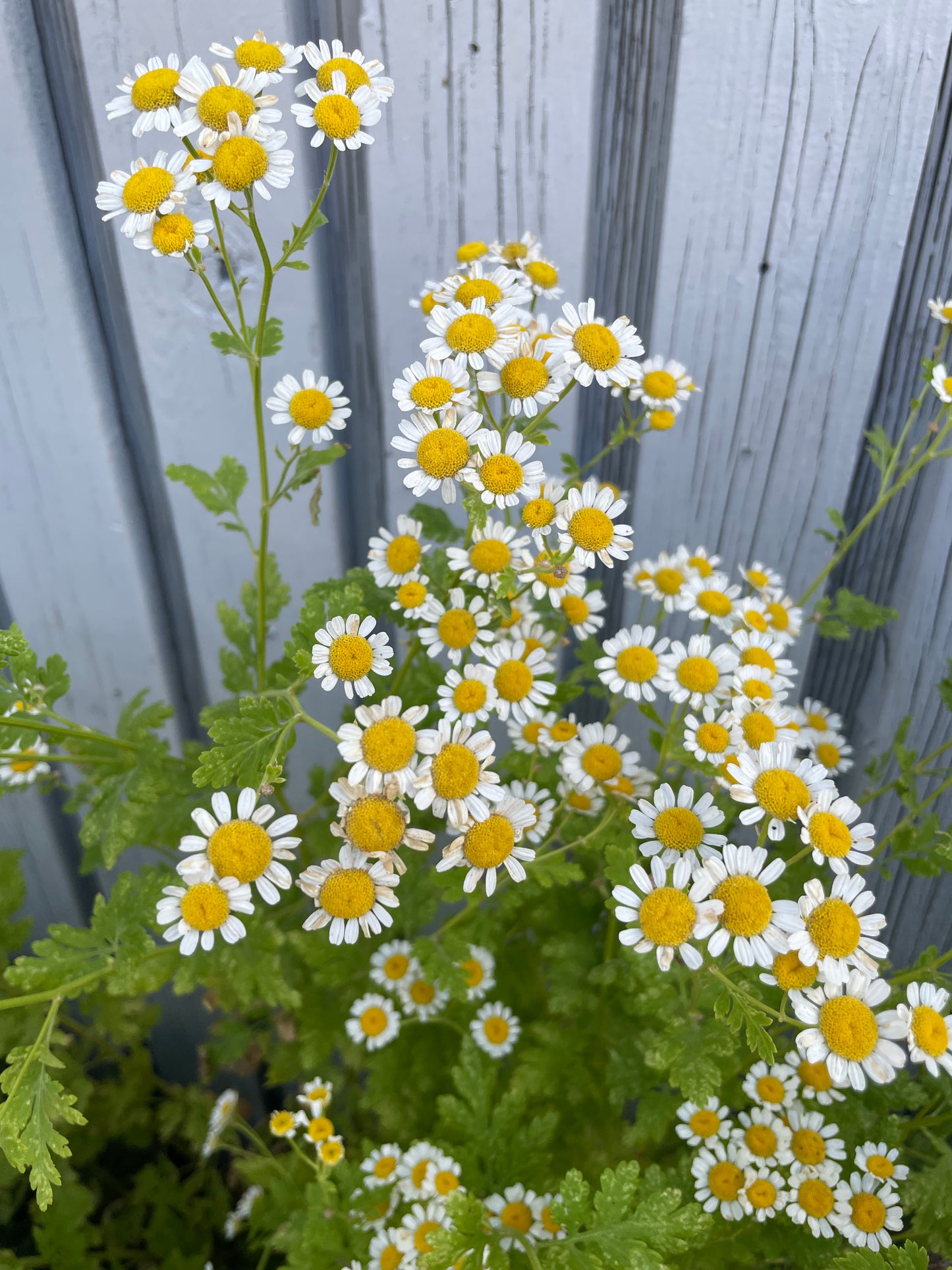 feverfew blooms in a group with green foliage and gray wooden background