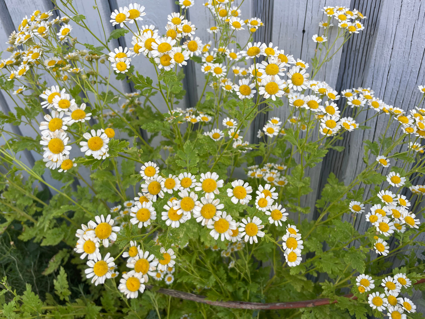 feverfew blooms in a group with green foliage and gray wooden background