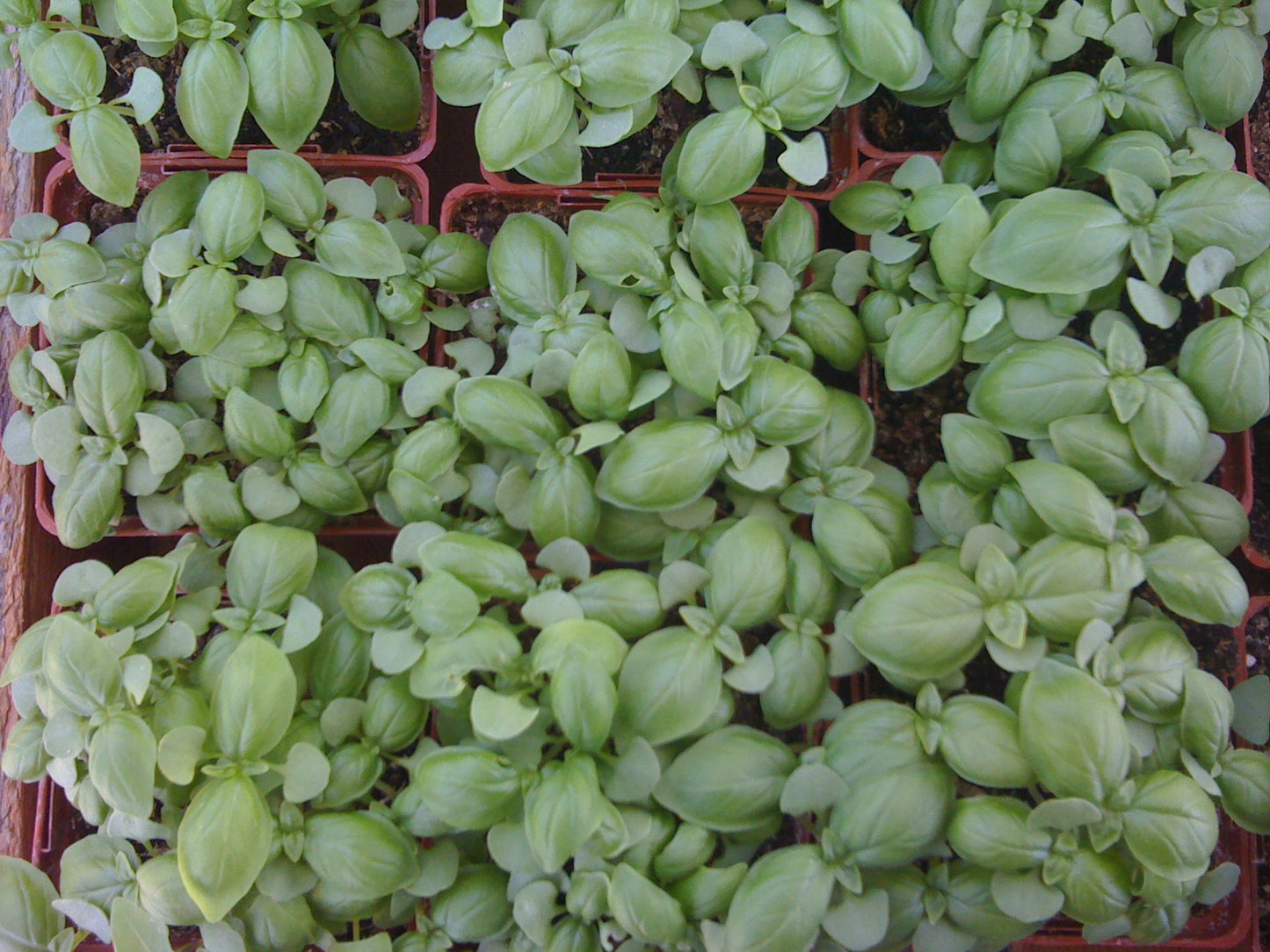 classic sweet basil plants in pots from seed