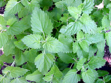 photo of catnip leaves from overhead