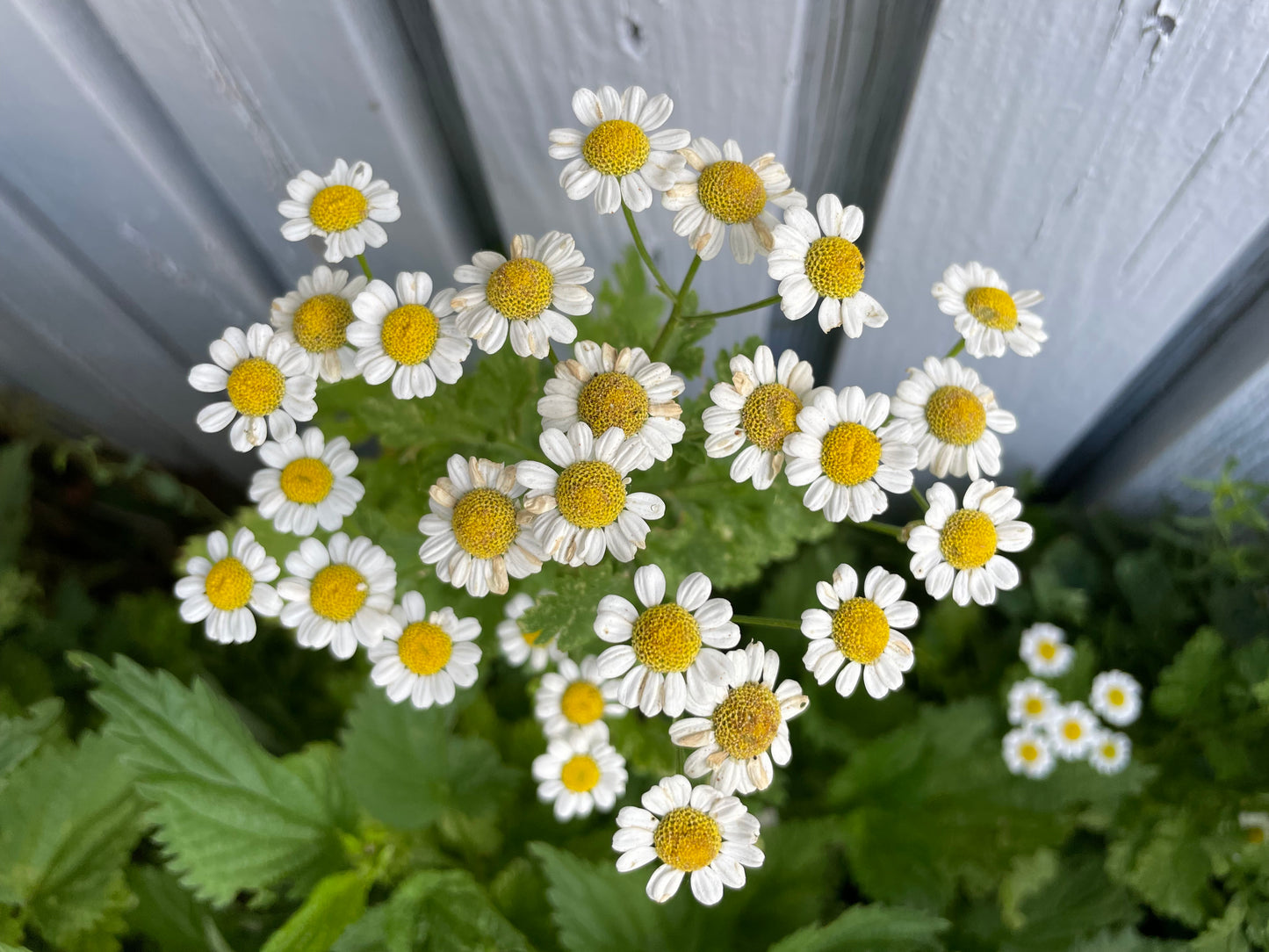 chamomile flowers produced from seeds against a green foliage background