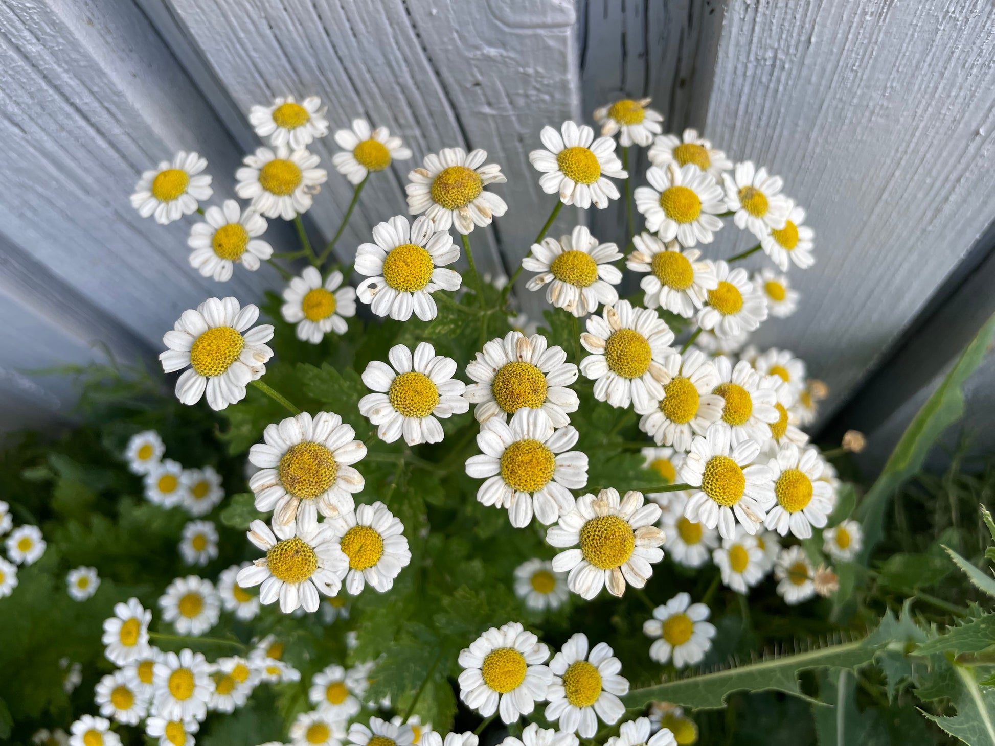 overhead view of beautiful chamomile flowers with white petals and yellow centers with green leaves