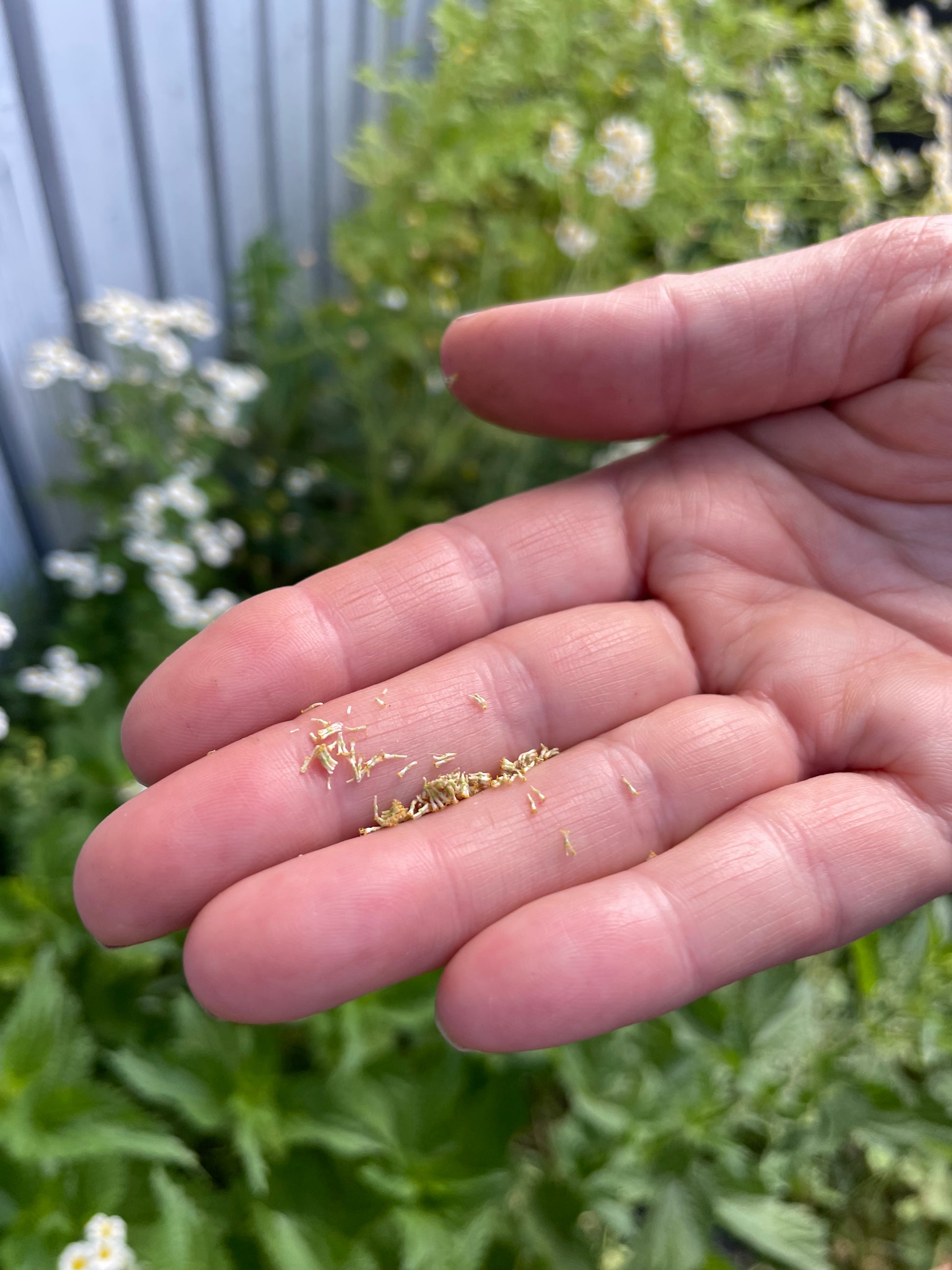 photo of hand holding chamomile seeds with green foliage background